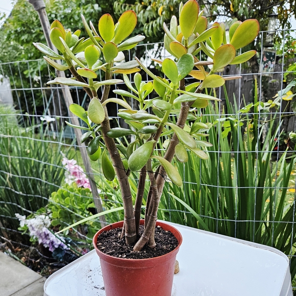 Ruby Jade - Picture 7 of 7